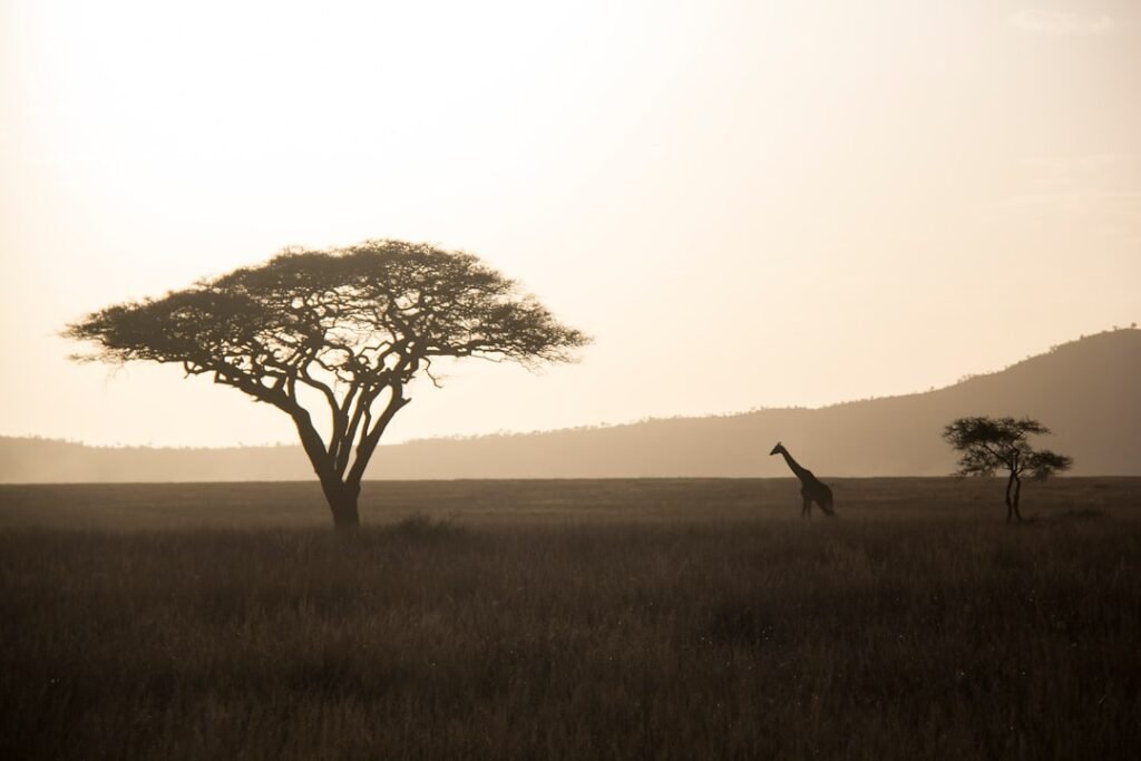 Giraffe at sunset on the savanna, characteristic of Akagera National Park, Rwanda