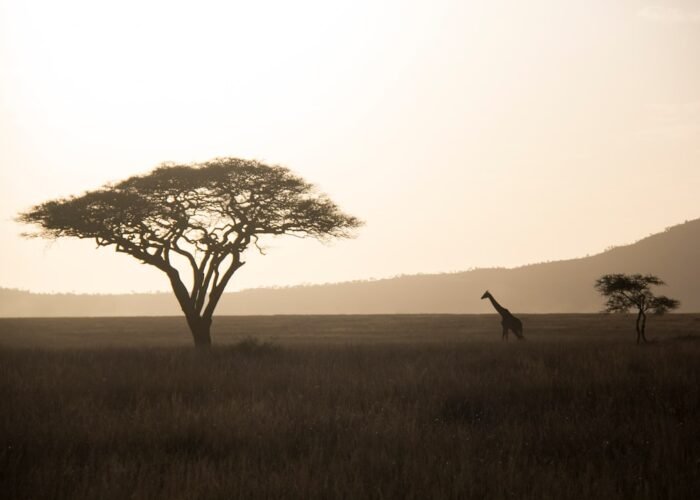 Giraffe at sunset on the savanna, characteristic of Akagera National Park, Rwanda