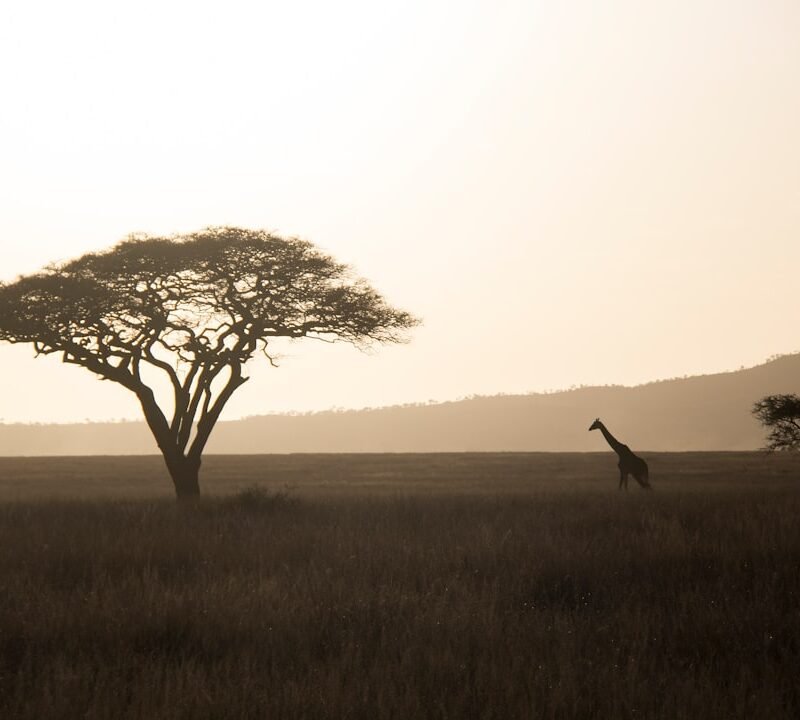 Giraffe at sunset on the savanna, characteristic of Akagera National Park, Rwanda