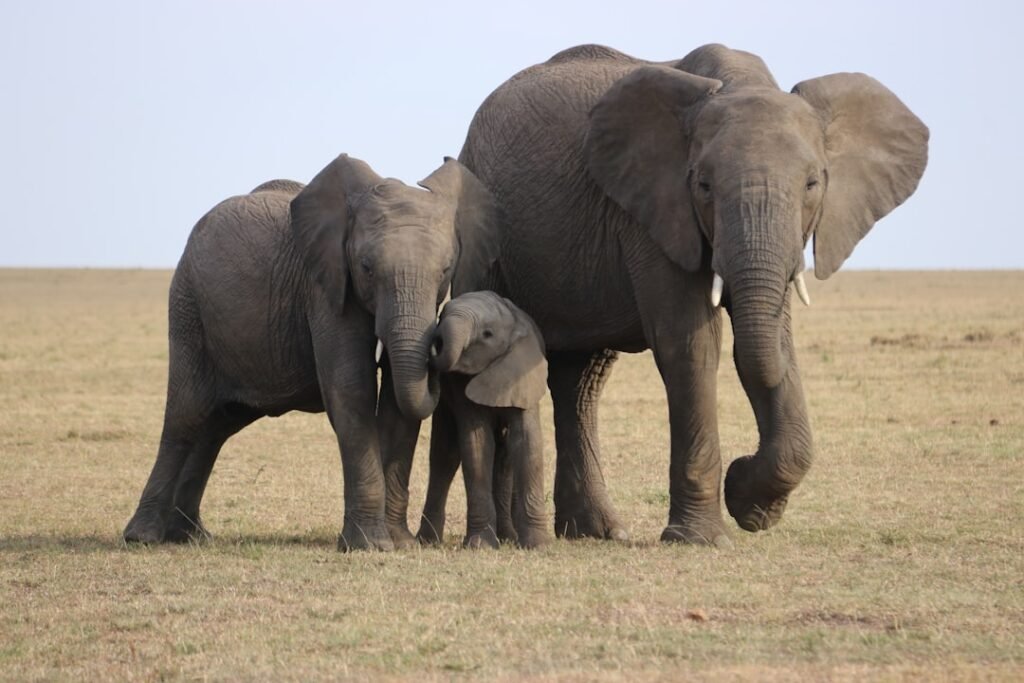 Elephants with Mount Kilimanjaro in the background, Amboseli National Park, Kenya