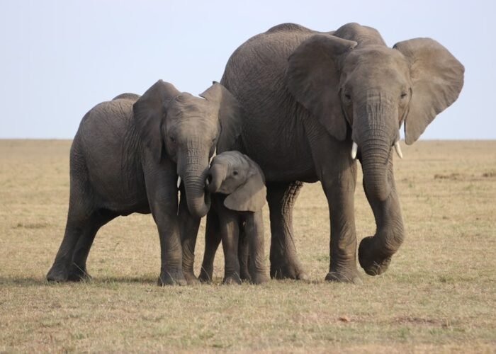 Elephants with Mount Kilimanjaro in the background, Amboseli National Park, Kenya