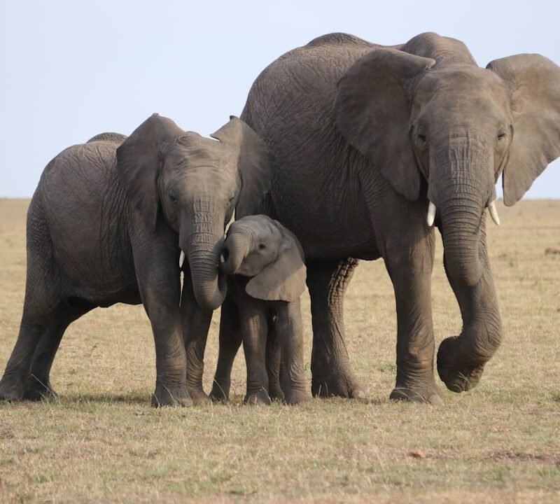 Elephants with Mount Kilimanjaro in the background, Amboseli National Park, Kenya