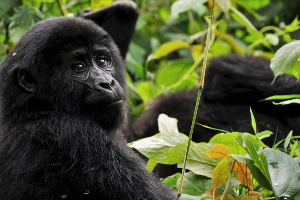Mountain gorilla in Bwindi Impenetrable National Park, Uganda