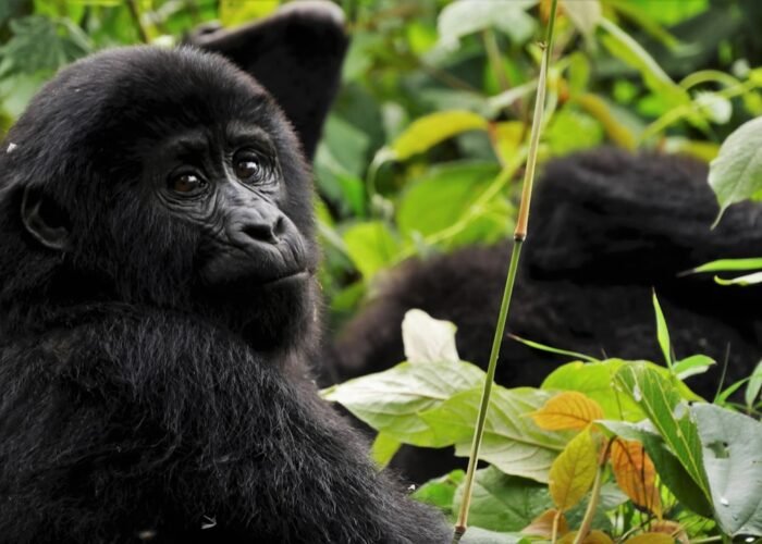 Mountain gorilla in Bwindi Impenetrable National Park, Uganda