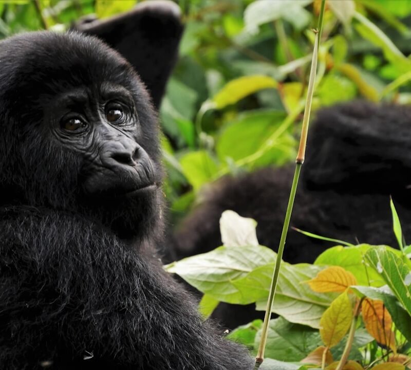 Mountain gorilla in Bwindi Impenetrable National Park, Uganda