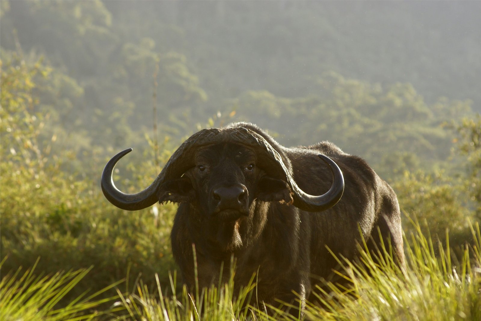 Close-up portrait of an African buffalo against a rugged mountain backdrop