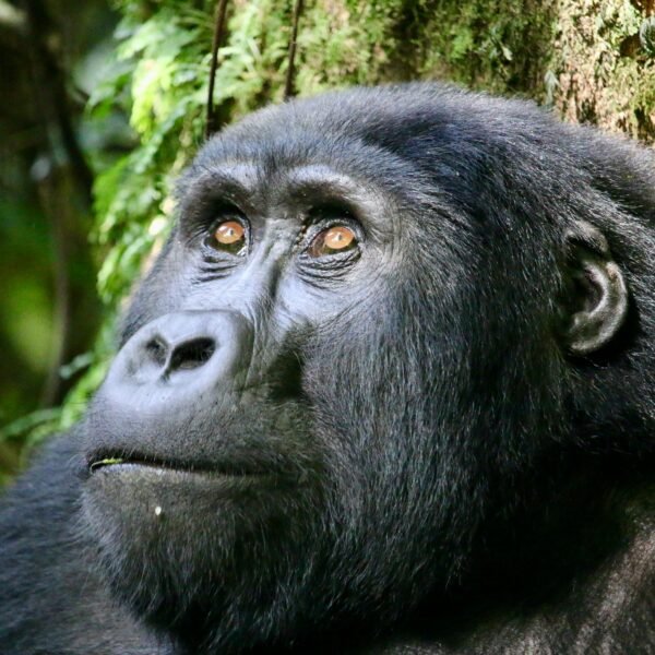 Close-up portrait of a mountain gorilla in Bwindi Impenetrable Forest, Uganda
