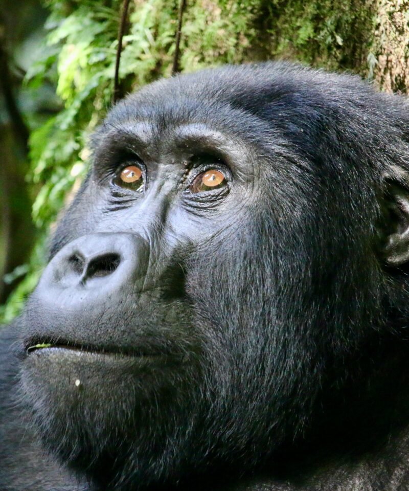 Close-up portrait of a mountain gorilla in Bwindi Impenetrable Forest, Uganda