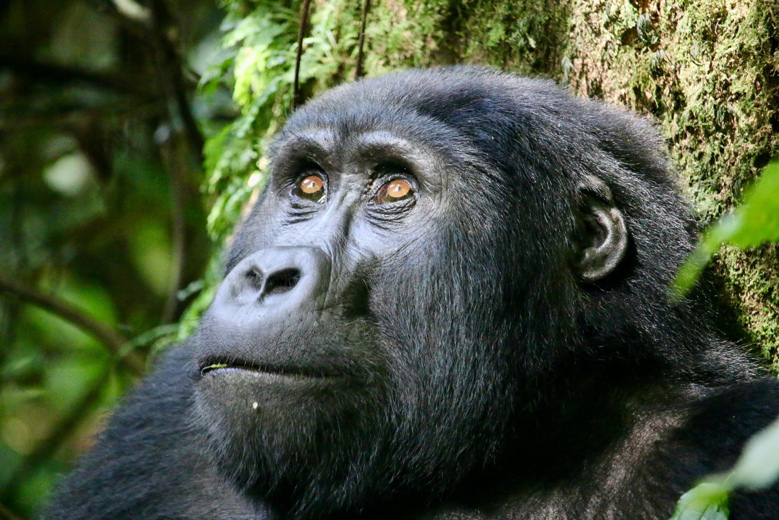 Close-up portrait of a mountain gorilla in Bwindi Impenetrable Forest, Uganda