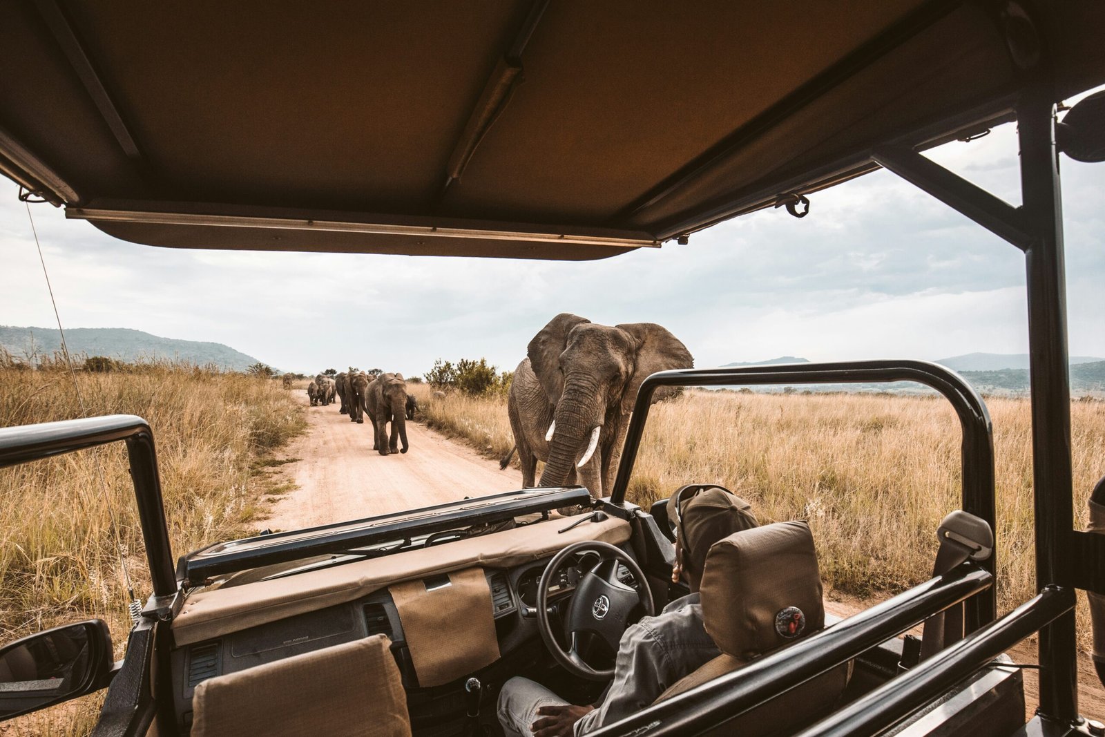 Elephants on a golden-hour African safari game drive