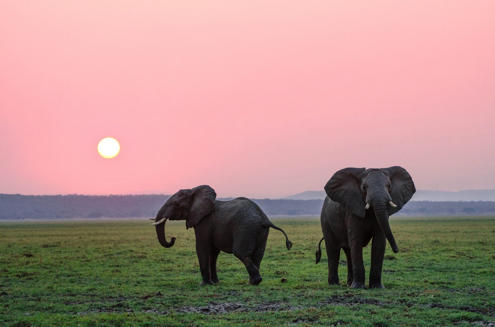 Elephants on the savanna at sunset, near Mount Kilimanjaro