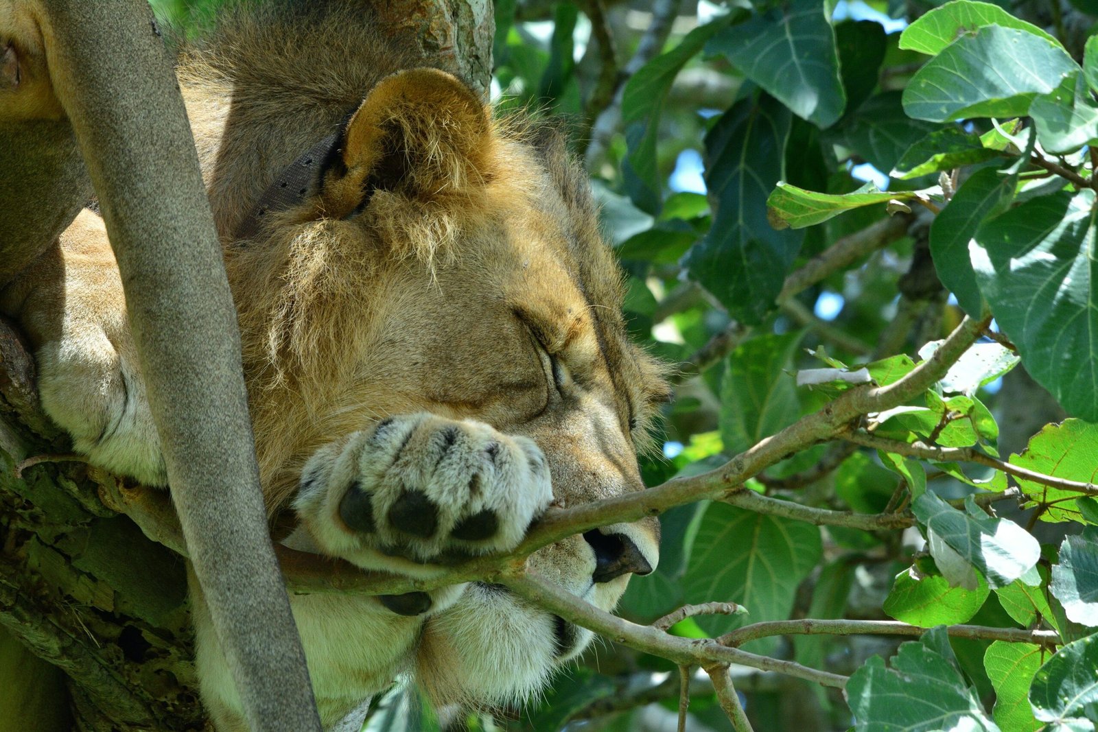 Tree-climbing lion resting in a fig tree in Ishasha, Queen Elizabeth National Park, Uganda