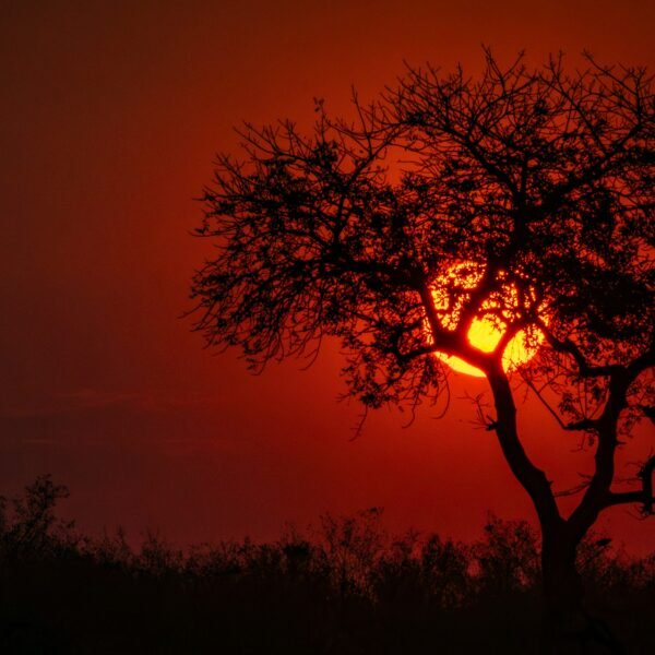 Dramatic dust-filled sunset silhouette on an African savanna safari