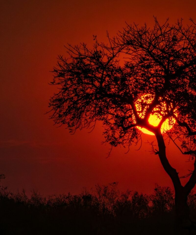 Dramatic dust-filled sunset silhouette on an African savanna safari