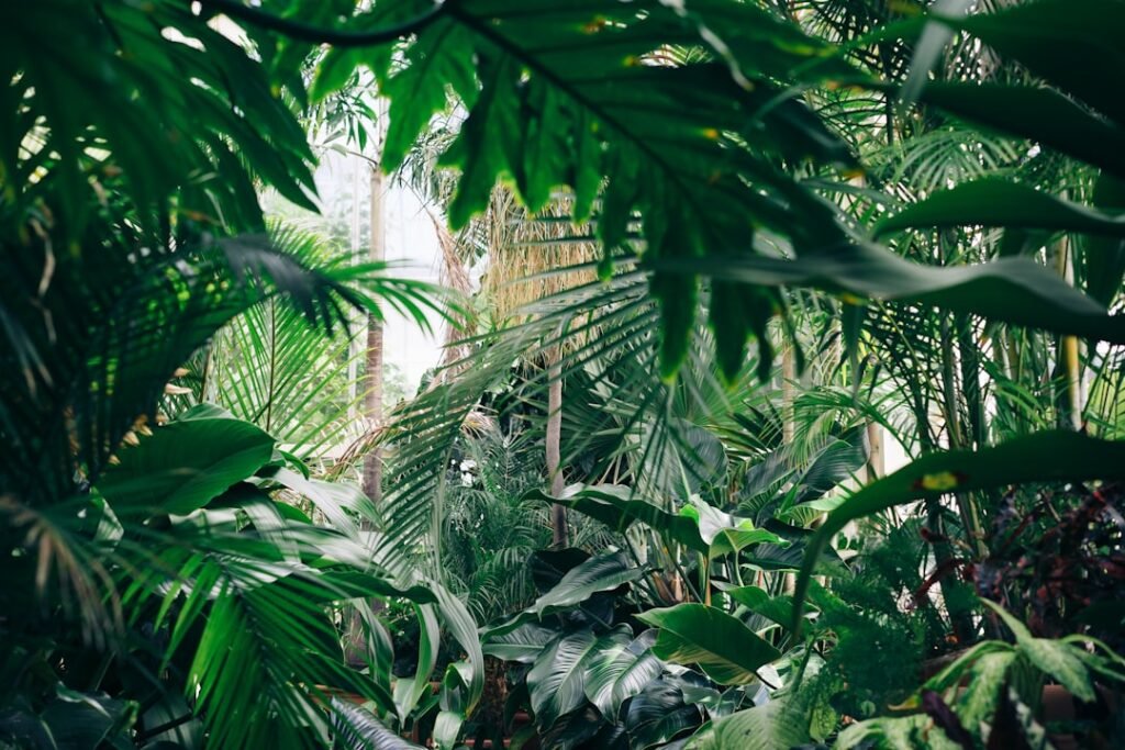 Tropical forest interior, representative of Jozani Forest, Zanzibar