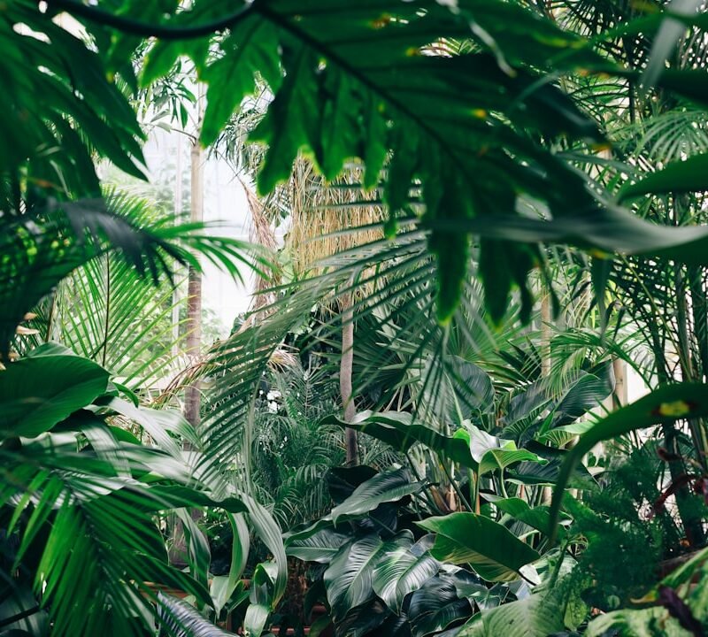Tropical forest interior, representative of Jozani Forest, Zanzibar