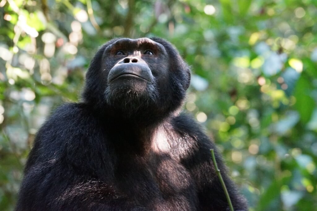 Chimpanzee in the rainforest of Kibale National Park, Uganda
