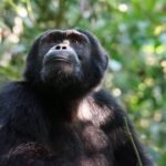 Chimpanzee in the rainforest of Kibale National Park, Uganda