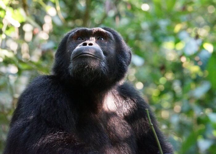 Chimpanzee in the rainforest of Kibale National Park, Uganda