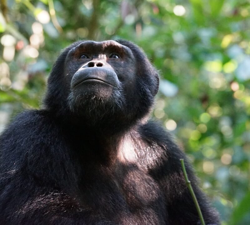 Chimpanzee in the rainforest of Kibale National Park, Uganda
