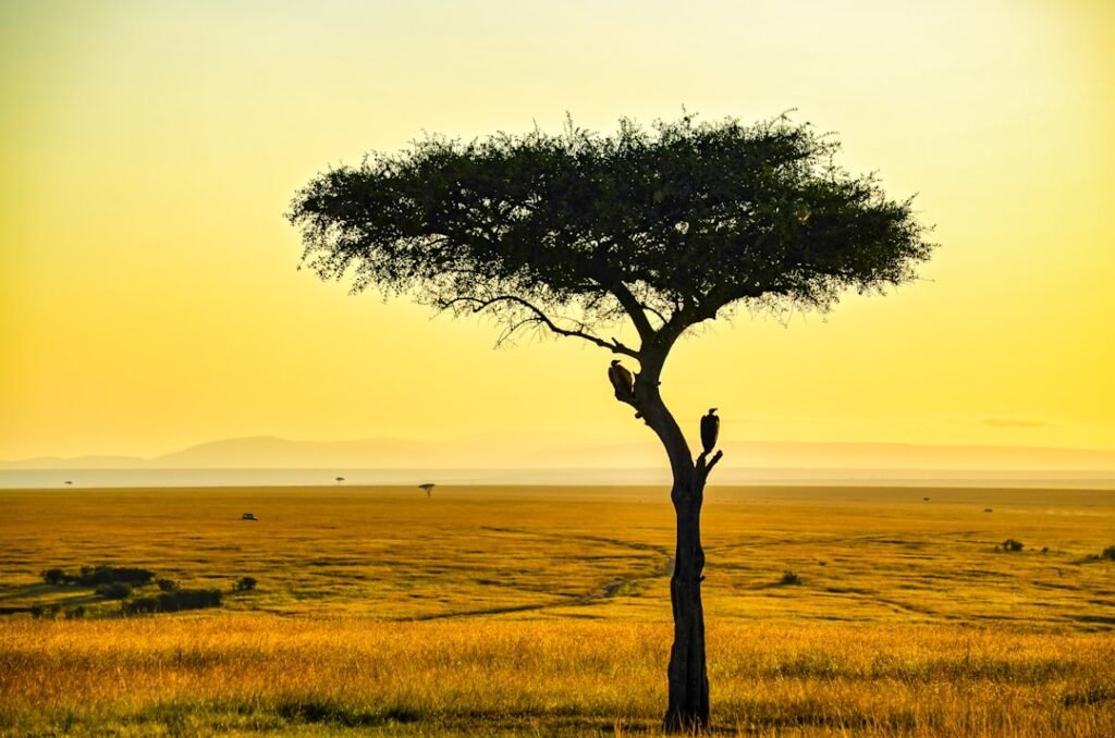 Golden savanna landscape at sunset, characteristic of Kidepo Valley National Park, Uganda