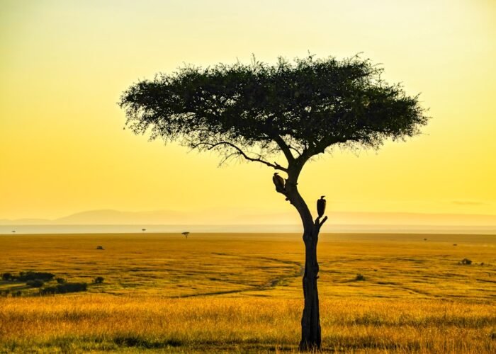 Golden savanna landscape at sunset, characteristic of Kidepo Valley National Park, Uganda