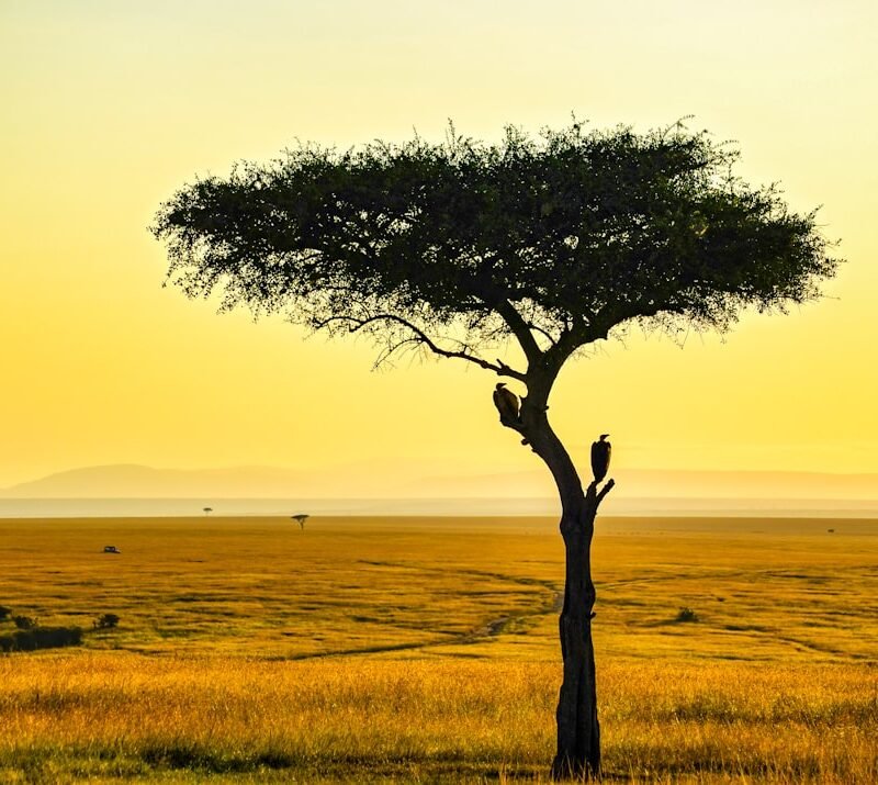 Golden savanna landscape at sunset, characteristic of Kidepo Valley National Park, Uganda