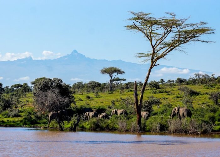 Elephants at a watering hole, characteristic of Lake Manyara National Park, Tanzania