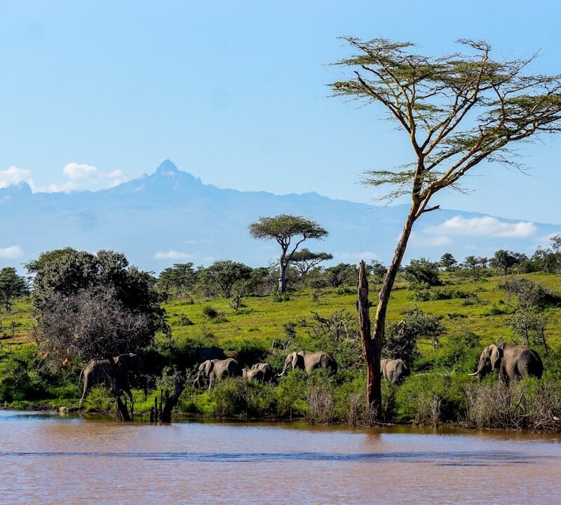 Elephants at a watering hole, characteristic of Lake Manyara National Park, Tanzania