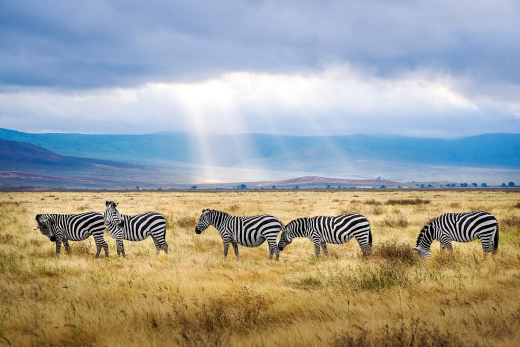 Zebras grazing on grassland, characteristic of Lake Mburo National Park, Uganda