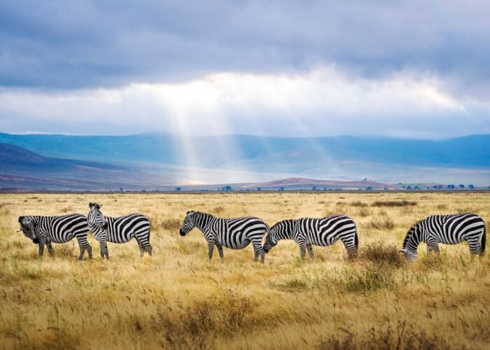 Zebras grazing on grassland, characteristic of Lake Mburo National Park, Uganda