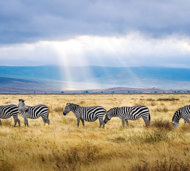 Zebras grazing on grassland, characteristic of Lake Mburo National Park, Uganda