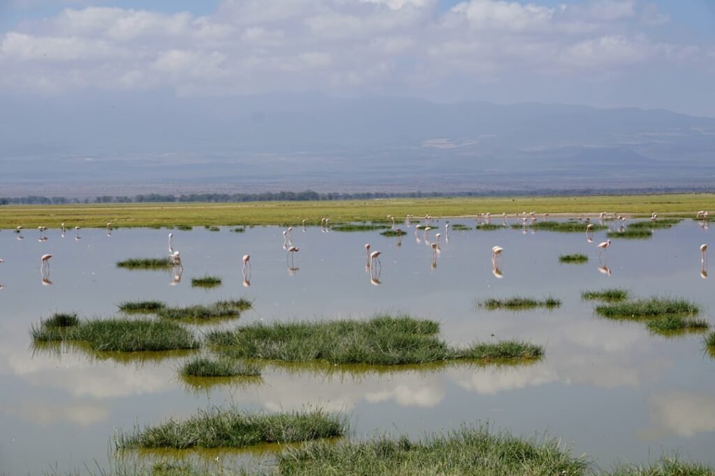 Flamingos on an alkaline lake, characteristic of Lake Nakuru National Park, Kenya