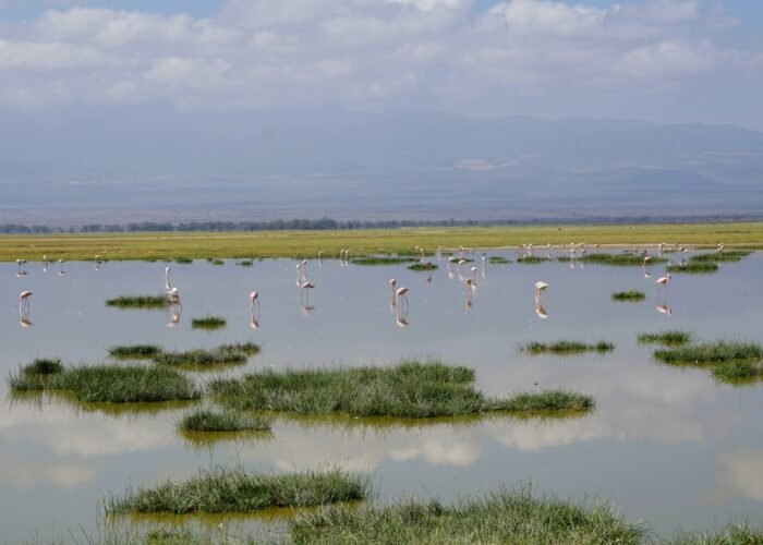 Flamingos on an alkaline lake, characteristic of Lake Nakuru National Park, Kenya