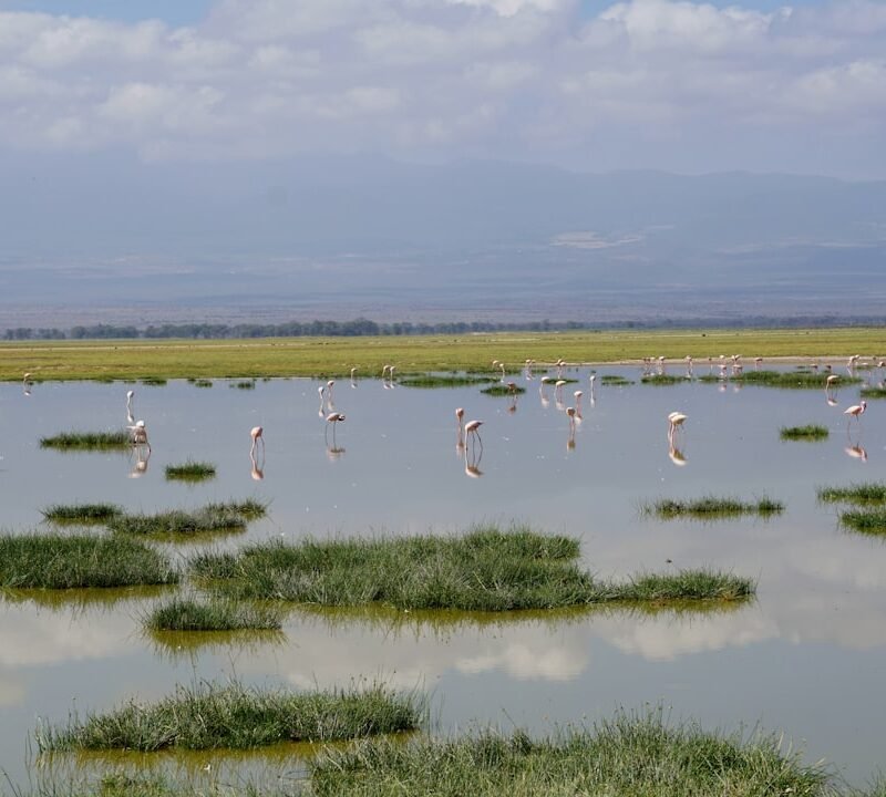 Flamingos on an alkaline lake, characteristic of Lake Nakuru National Park, Kenya