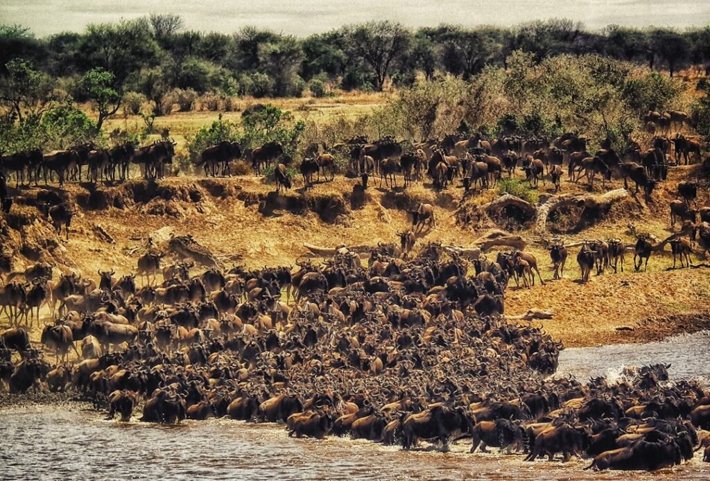 Wildebeest migration in the Masai Mara National Reserve, Kenya