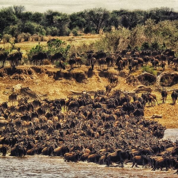 Wildebeest migration in the Masai Mara National Reserve, Kenya