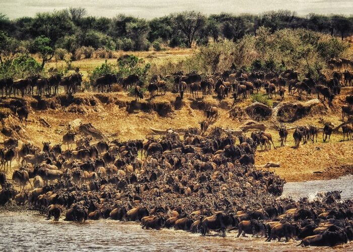 Wildebeest migration in the Masai Mara National Reserve, Kenya
