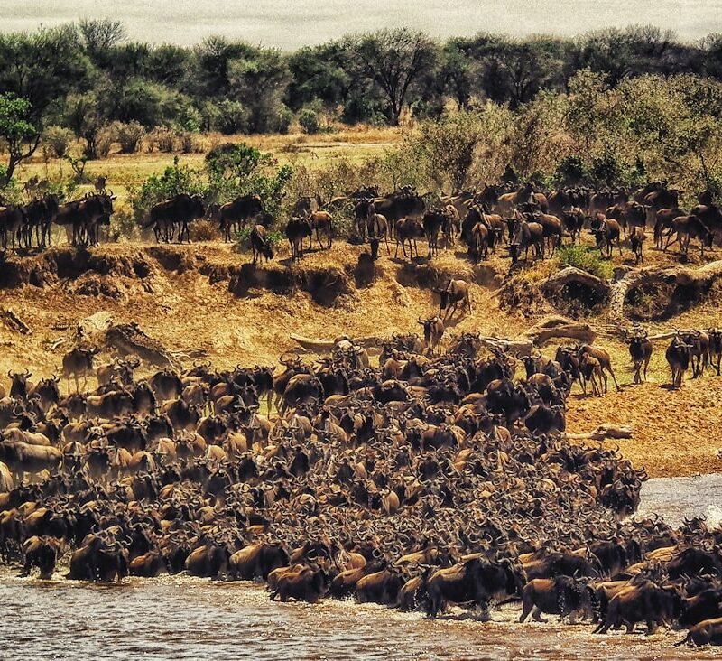 Wildebeest migration in the Masai Mara National Reserve, Kenya