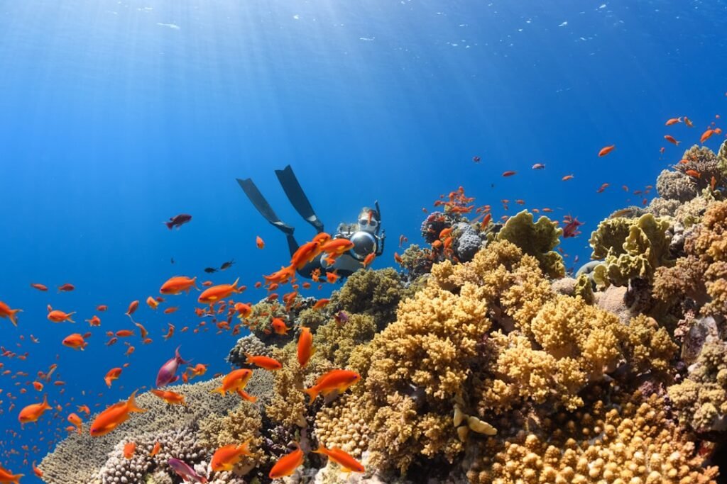Colorful coral reef, representative of Mnemba Atoll marine sanctuary, Zanzibar