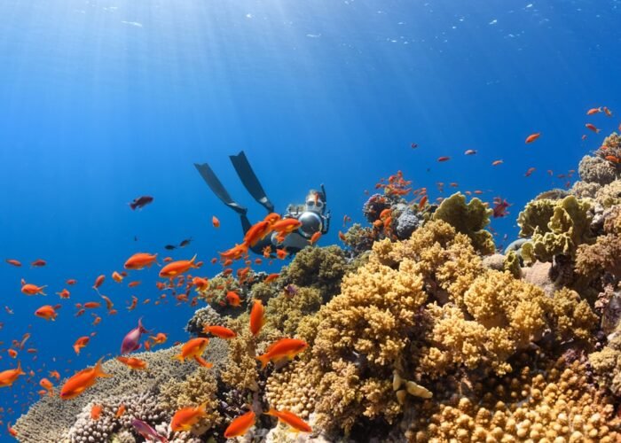 Colorful coral reef, representative of Mnemba Atoll marine sanctuary, Zanzibar