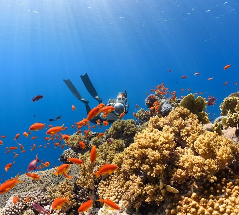 Colorful coral reef, representative of Mnemba Atoll marine sanctuary, Zanzibar