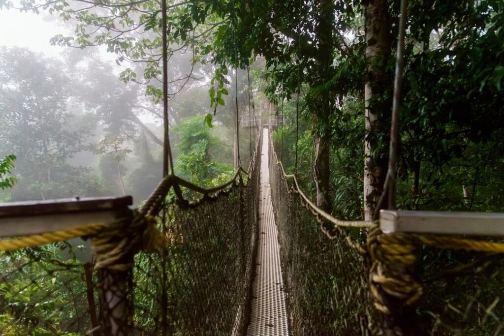 Rainforest canopy walkway, representative of the Nyungwe Forest canopy walk experience, Rwanda