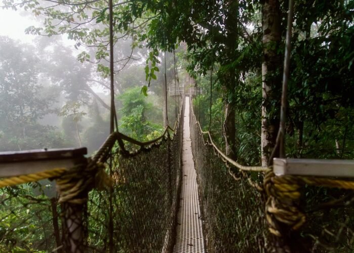 Rainforest canopy walkway, representative of the Nyungwe Forest canopy walk experience, Rwanda