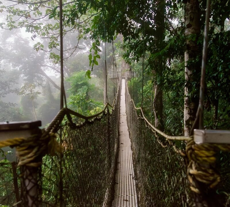 Rainforest canopy walkway, representative of the Nyungwe Forest canopy walk experience, Rwanda
