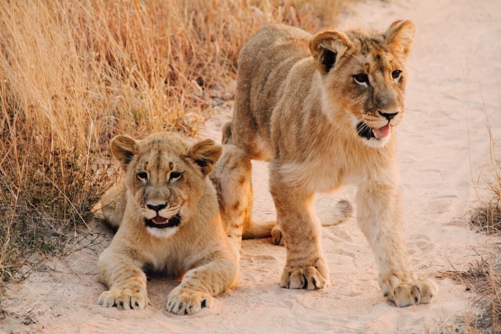 Lions in the savanna of Queen Elizabeth National Park, Uganda