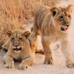 Lions in the savanna of Queen Elizabeth National Park, Uganda