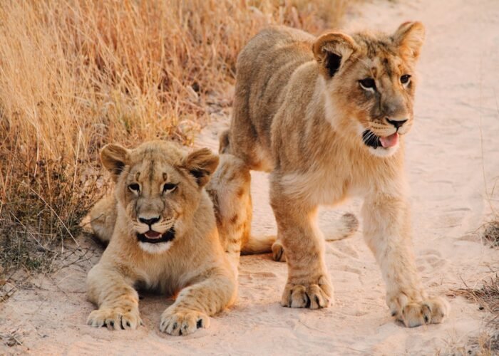 Lions in the savanna of Queen Elizabeth National Park, Uganda