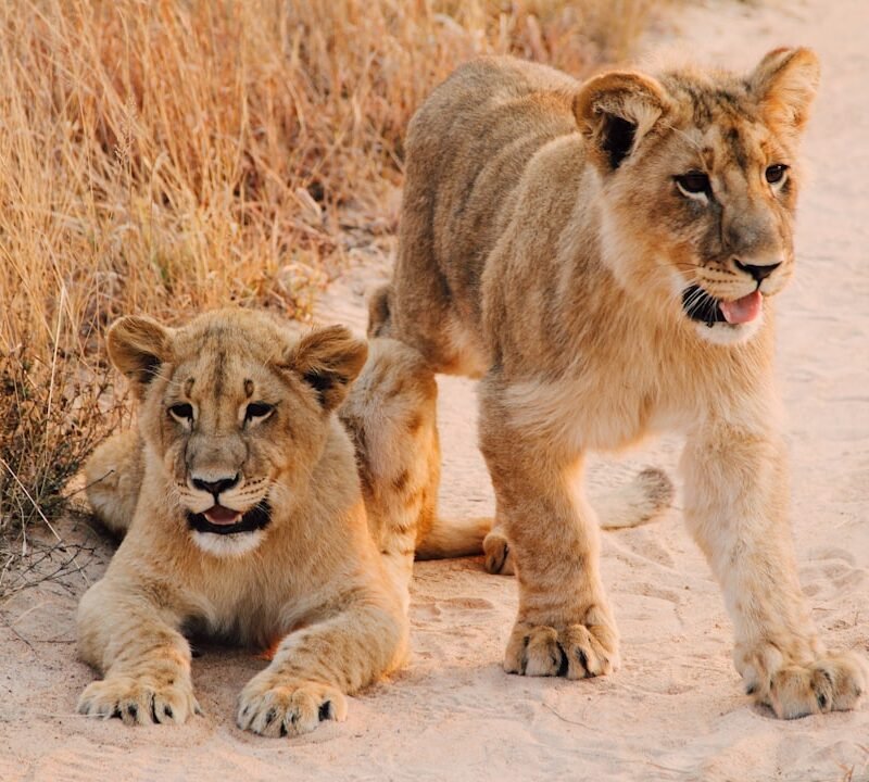 Lions in the savanna of Queen Elizabeth National Park, Uganda