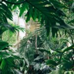 Tropical rainforest canopy in Semuliki National Park, Uganda
